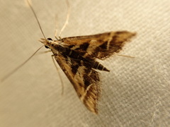 Diasemia grammalis
