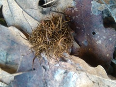 Andricus caputmedusae