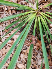 Yucca filamentosa