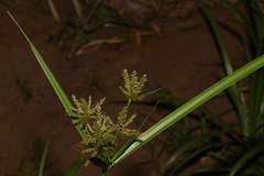 Cyperus exaltatus