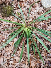Yucca filamentosa