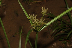 Cyperus exaltatus