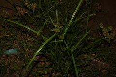 Cyperus exaltatus