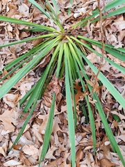 Yucca filamentosa