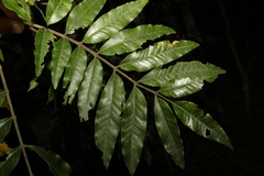 Flindersia xanthoxyla