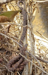 Nerodia sipedon pleuralis