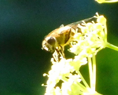 Eristalis arbustorum