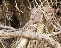 Nerodia sipedon pleuralis