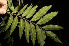 Flindersia xanthoxyla