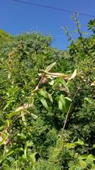 Passiflora tucumanensis