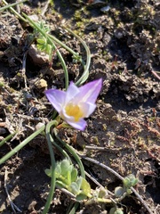 Romulea bulbocodium