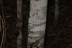 Flindersia xanthoxyla