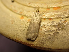 Eudonia cataxesta