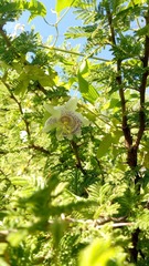 Passiflora tucumanensis