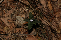 Pseuderanthemum variabile