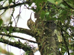 Lepidocolaptes leucogaster