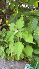 Magnoliopsida