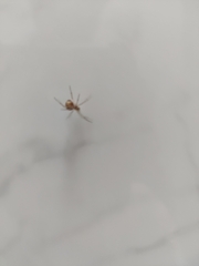 Steatoda triangulosa