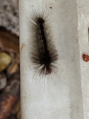 Halysidota cinctipes