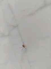 Steatoda triangulosa