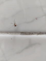 Steatoda triangulosa