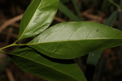 Cryptocarya