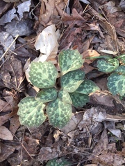 Pachysandra procumbens