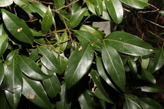 Cryptocarya