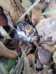 Hypomyces cervinigenus