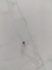 Steatoda triangulosa