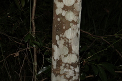 Cryptocarya