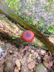 Fungi