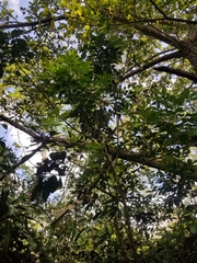 Trichilia havanensis