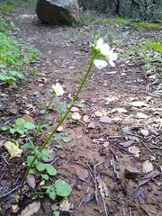 Cardamine californica