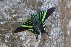 Urania fulgens