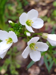 Cardamine californica