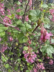 Ribes malvaceum
