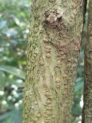 Trichilia havanensis