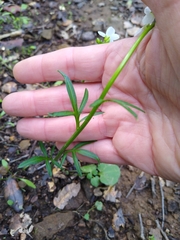 Cardamine californica