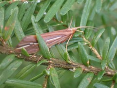 Psychoglypha