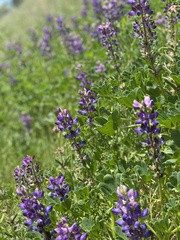 Lupinus succulentus
