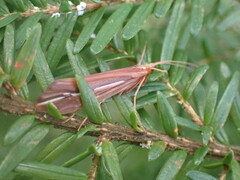 Psychoglypha