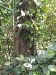 Ficus cotinifolia