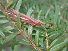 Psychoglypha