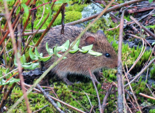 white-eared cotton rat