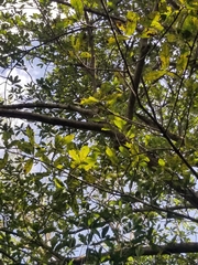 Ficus cotinifolia