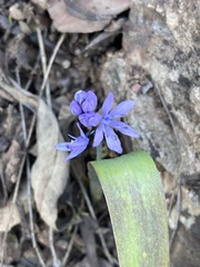 Scilla monophyllos