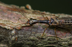 Atlantoraphidia maculicollis