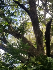 Ficus cotinifolia
