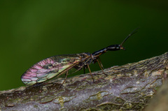 Atlantoraphidia maculicollis